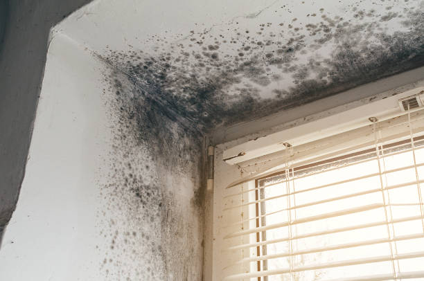 Affordable Mold Inspection And Testing solutions in Bonlee, NC